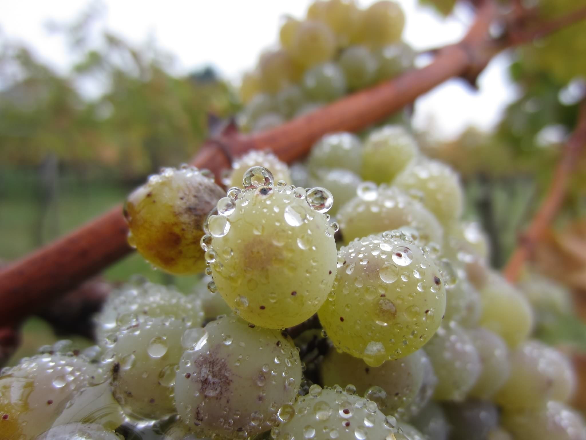 Чем заболеет виноград в дождливое лето? 